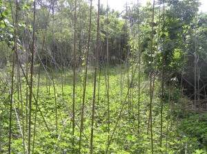 Back Area