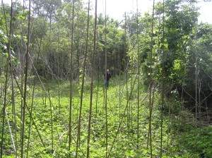 Back Area