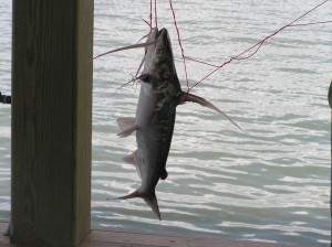 Fish caught on boatdock by framing crew. Use live perch for bait, caught with bread dough