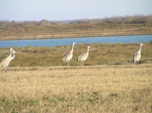 Sand Hill Cranes are still enjoying the Sanctuary