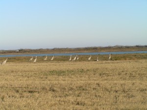 Sand Hill Cranes are still enjoying the Sanctuary