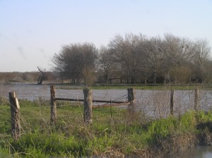 Duck Pond