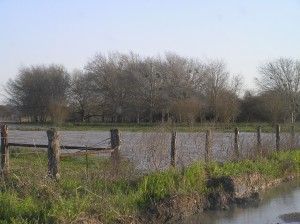 Duck Pond