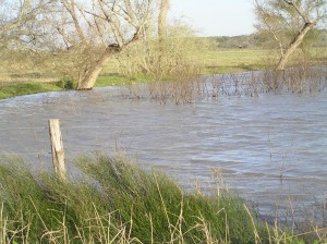 Duck Pond