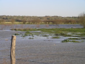 Duck Pond