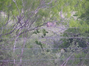 Bobcat at Ranch.  Was in back yard