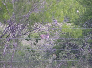 Bobcat at Ranch.  Was in back yard