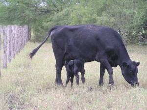 Cerny's First Calf
