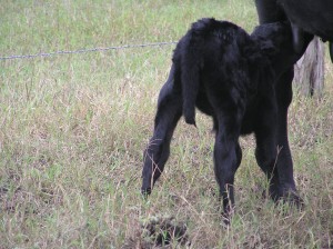 Cerny's First Calf