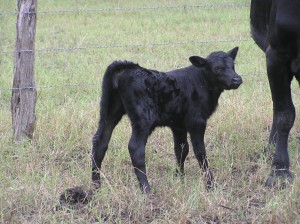 Cerny's First Calf
