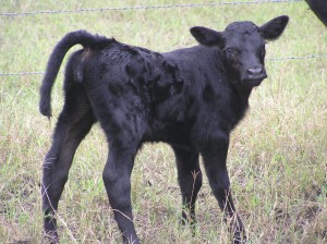 Cerny's First Calf
