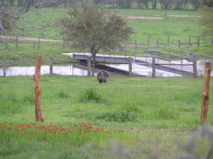Spring Turkeys in front of GHR house