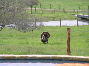 Spring Turkeys in front of GHR house