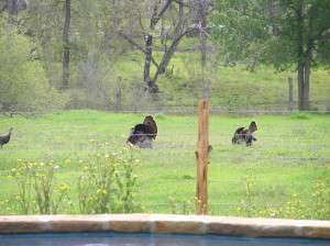 Spring Turkeys in front of GHR house