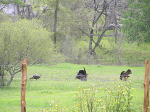 Spring Turkeys in front of GHR house