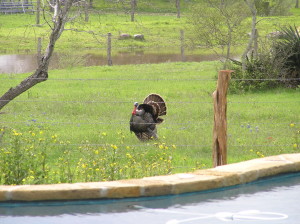 Spring Turkeys in front of GHR house
