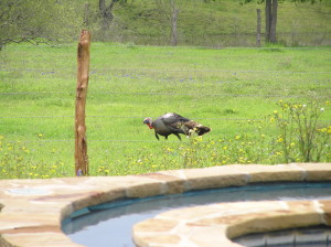 Spring Turkeys in front of GHR house