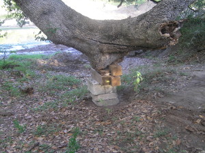 Big tree at Lake blocked up with help from Dozer