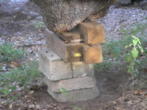 Big tree at Lake blocked up with help from Dozer
