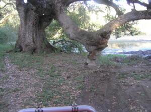 Big tree at Lake blocked up with help from Dozer